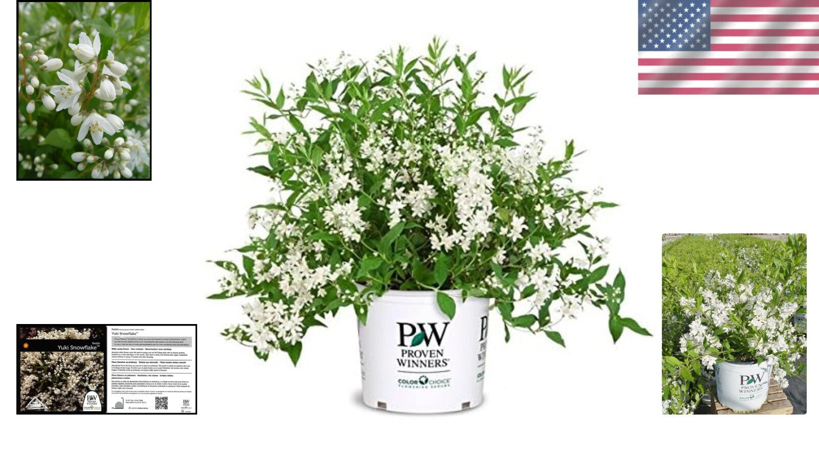 Fully-rooted Yuki Snowflake Deutzia Shrub - Blooming White Elegance in Spring