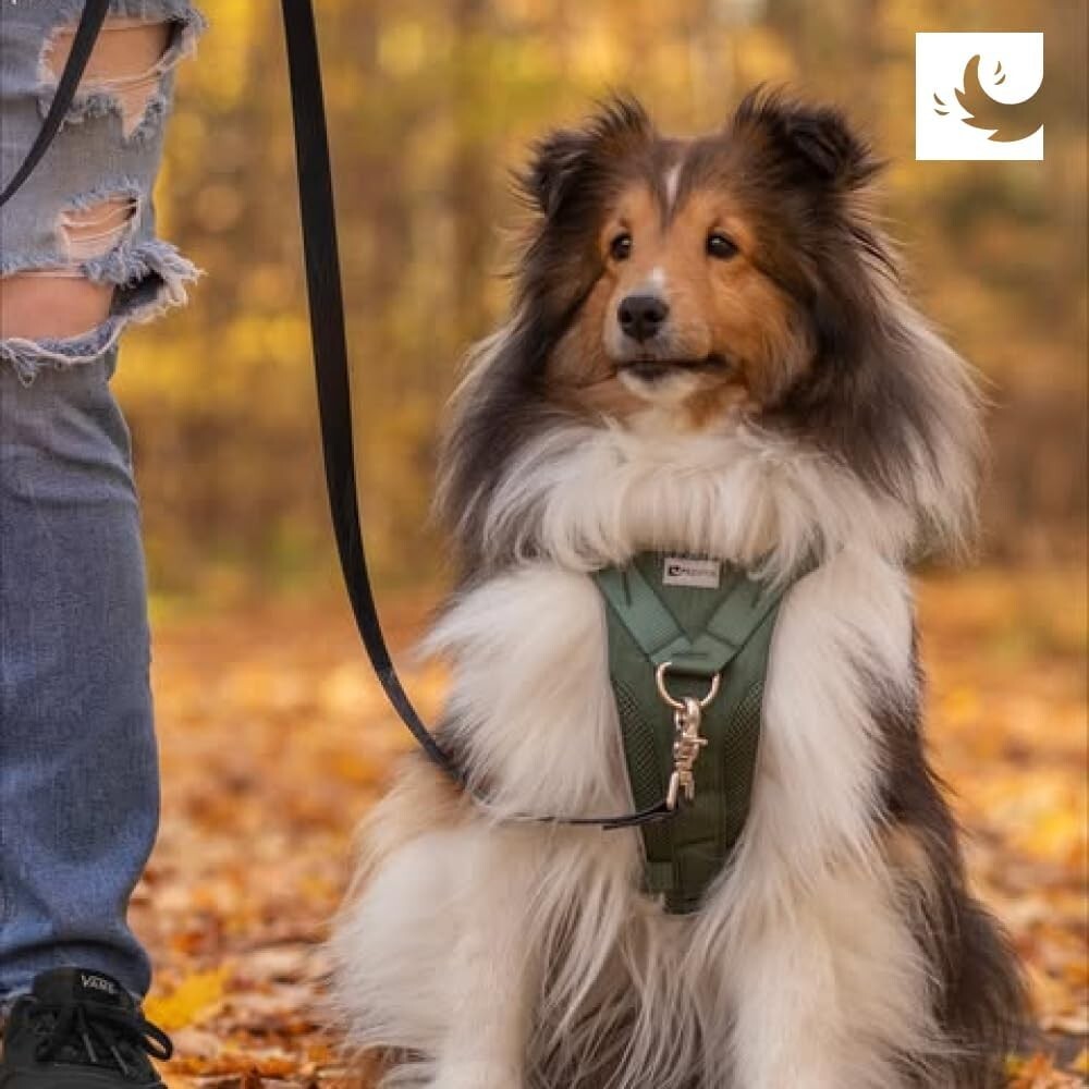 Adjustable Medium Dog Harness - No Pull Design with Reflective Safety Accents