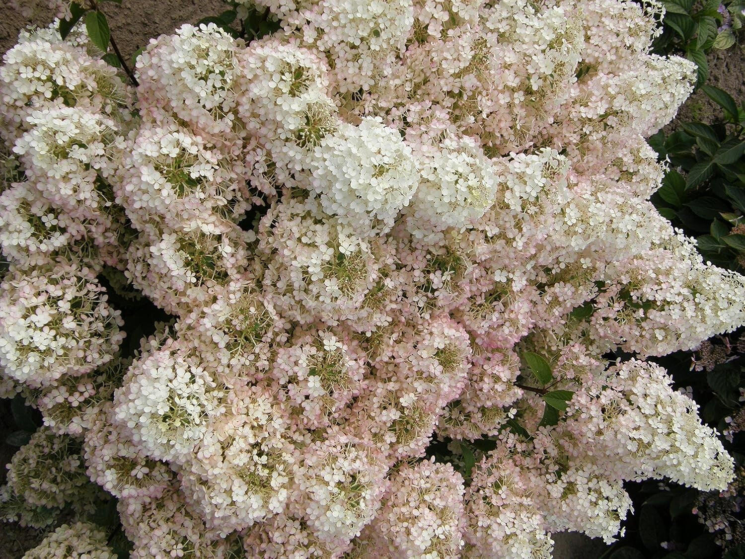 Dwarf Bobo Hydrangea Shrub - White Blooms for Small Gardens, 30-36 in