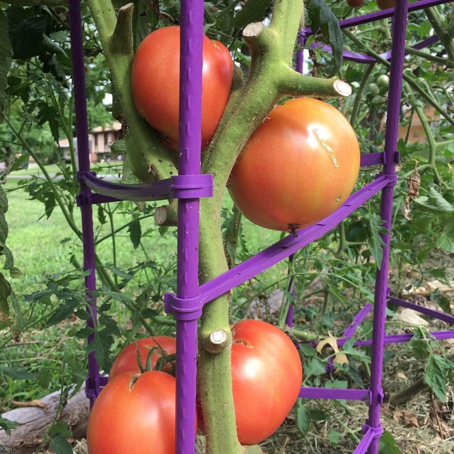 Triangular Tomato Cage Set - 73” Adjustable Garden Stakes for Plant Support