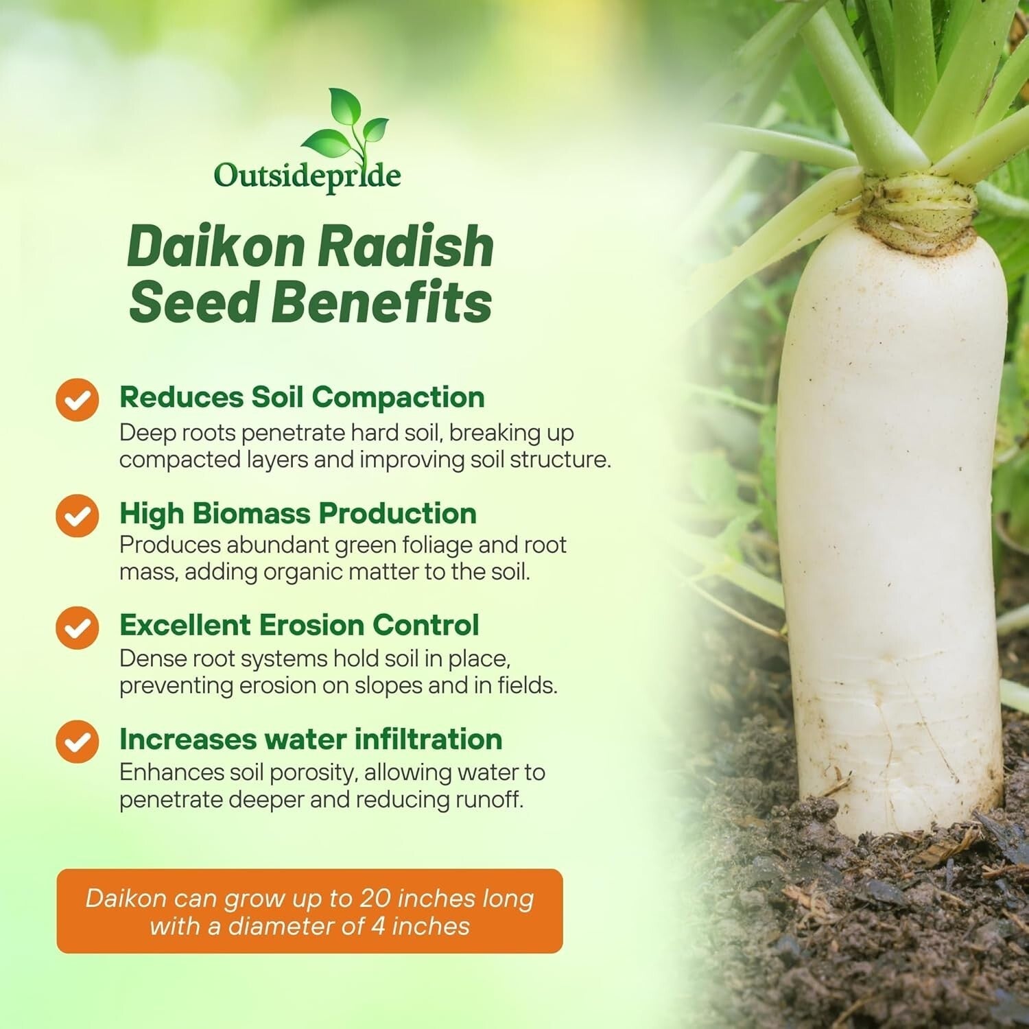 Drought Tolerant 10 lbs. Daikon Radish Seeds - Improve Soil & Grow Fresh Veggies