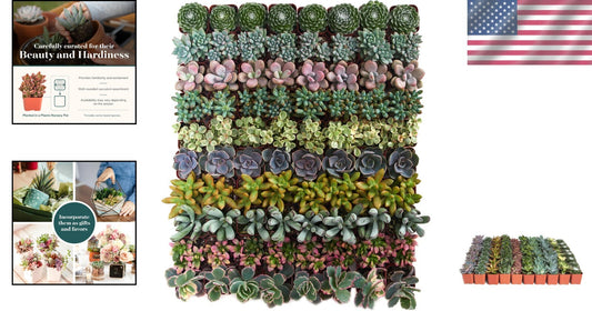 Assorted Live Mini Succulent Collection - 100 Low Maintenance Plants for Gifts