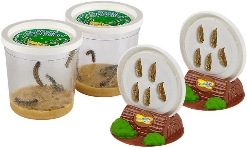 Engaging Butterfly Metamorphosis Kit | 10 Caterpillars & 12" Habitat for Kids