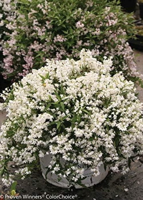 Fully-rooted Yuki Snowflake Deutzia Shrub - Blooming White Elegance in Spring