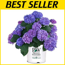 Load image into Gallery viewer, 3-Gallon Let's Dance Rhythmic Blue Hydrangea - Blooming in Spring and Winter