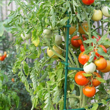 Load image into Gallery viewer, Durable 6ft Tomato Stake Supports - 50 Pack of Weather-Resistant Garden Stakes