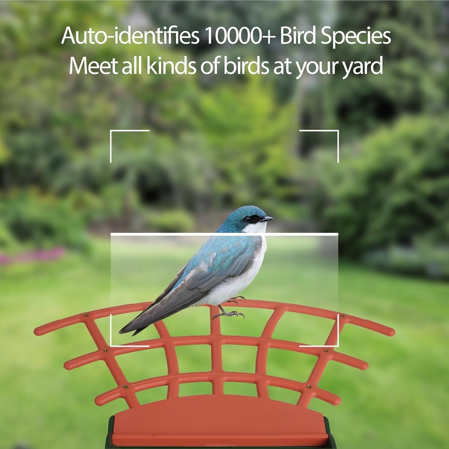 1080P HD Bird Feeder Camera with Motion Detection - Perfect Gift for Bird Lovers