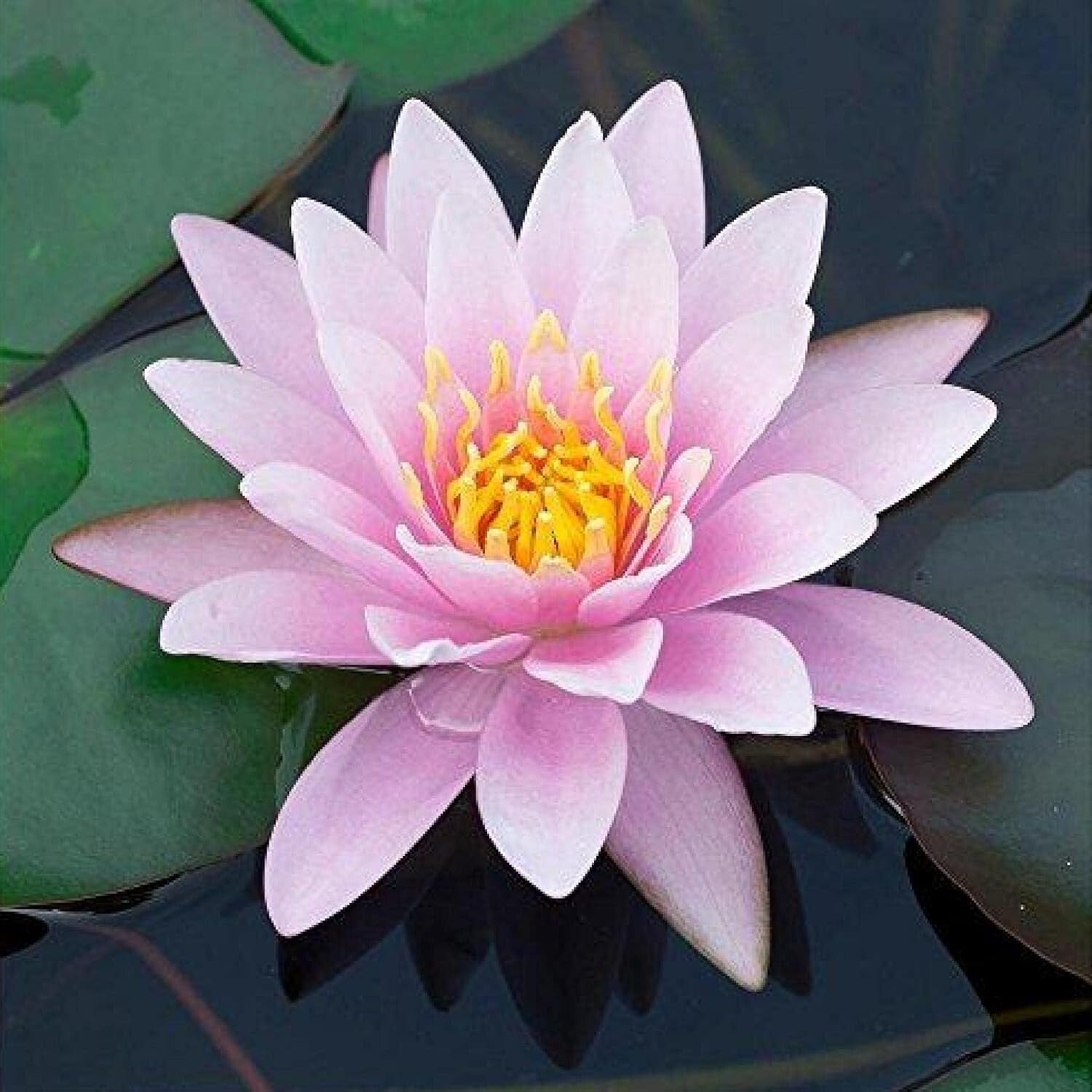 Live Water Lilies - Pink Flowering Rhizome Plant for Thriving Outdoor Spaces