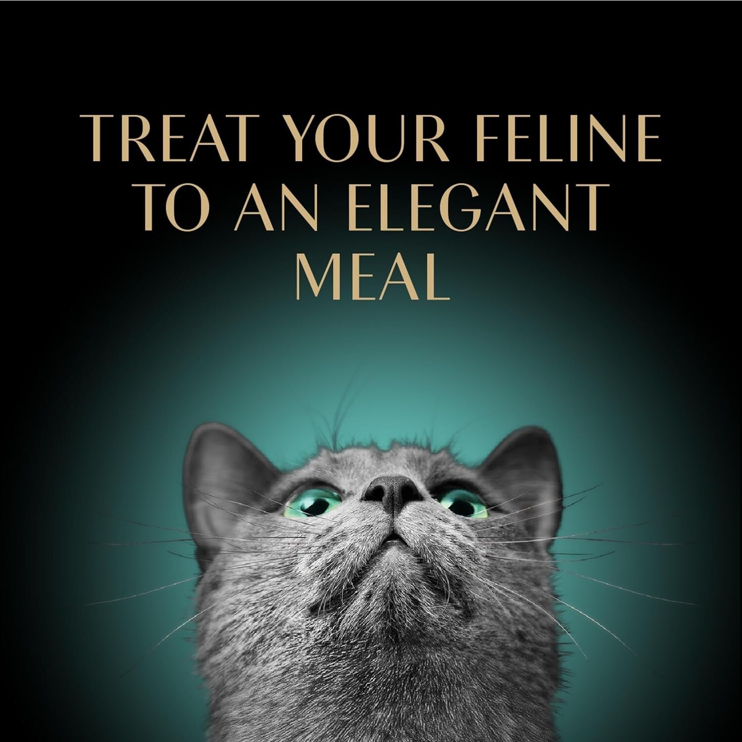 Delicious Wet Cat Food Pate - Chicken, Salmon & Turkey Variety Pack, 36 Servings