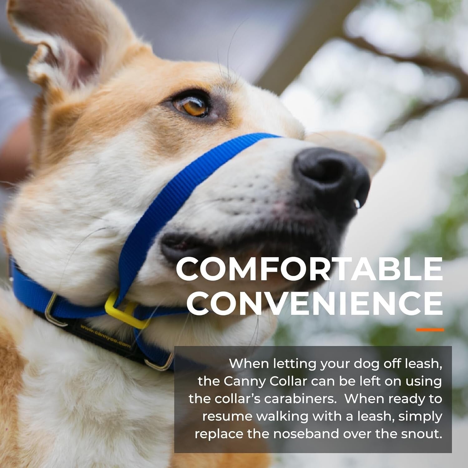 No-Pull Dog Collar for Stress-Free Walking - Gentle Head Collar in Blue, Size 2