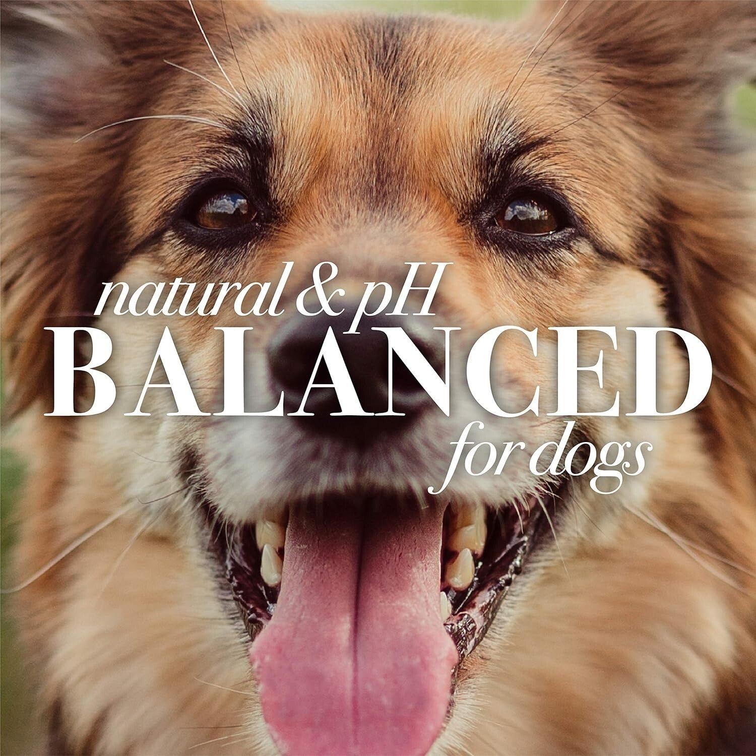 6-Pk Oatmeal Shampoo for Dogs - 16 oz, Sulfate & Paraben Free, Eco Friendly