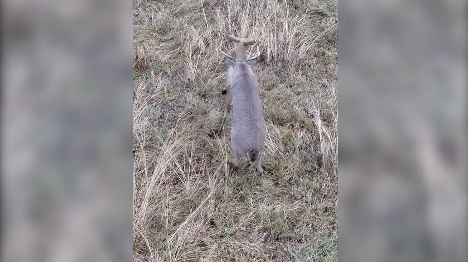 Field-Proven Aluminum Deer Decoy with Adjustable Ears - For Serious Hunters