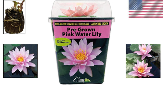 Live Water Lilies - Pink Flowering Rhizome Plant for Thriving Outdoor Spaces
