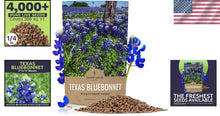 Load image into Gallery viewer, Bulk 1/4 Pound Bluebonnet Seeds - Over 4000 Fresh Wildflowers for Texas Gardens