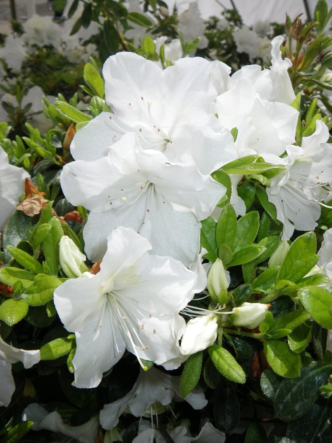 Dense-Growing Azalea with Lustrous Foliage - White Flowers for Stunning Gardens