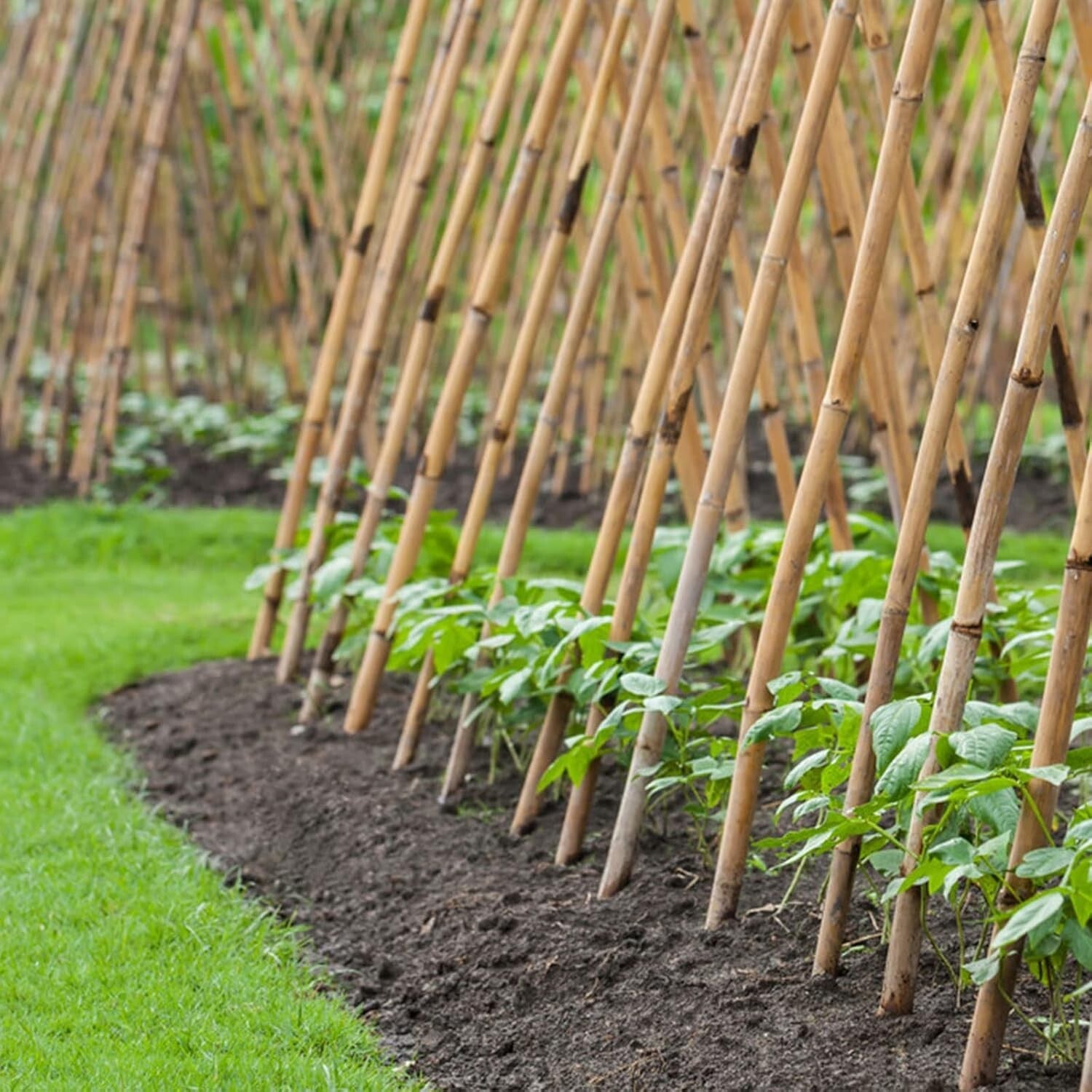 Sturdy 8 Ft Bamboo Plant Stakes - Eco-Friendly Support for Garden & Events