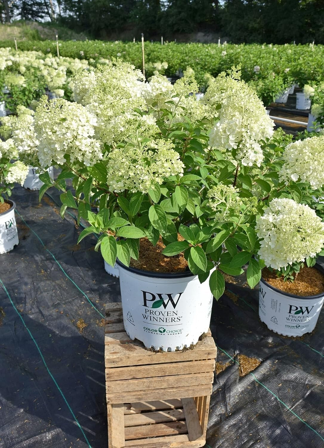Low-Maintenance Bobo Hydrangea with Large White Blooms - Ideal for Home Gardens