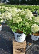 Load image into Gallery viewer, Low-Maintenance Bobo Hydrangea with Large White Blooms - Ideal for Home Gardens
