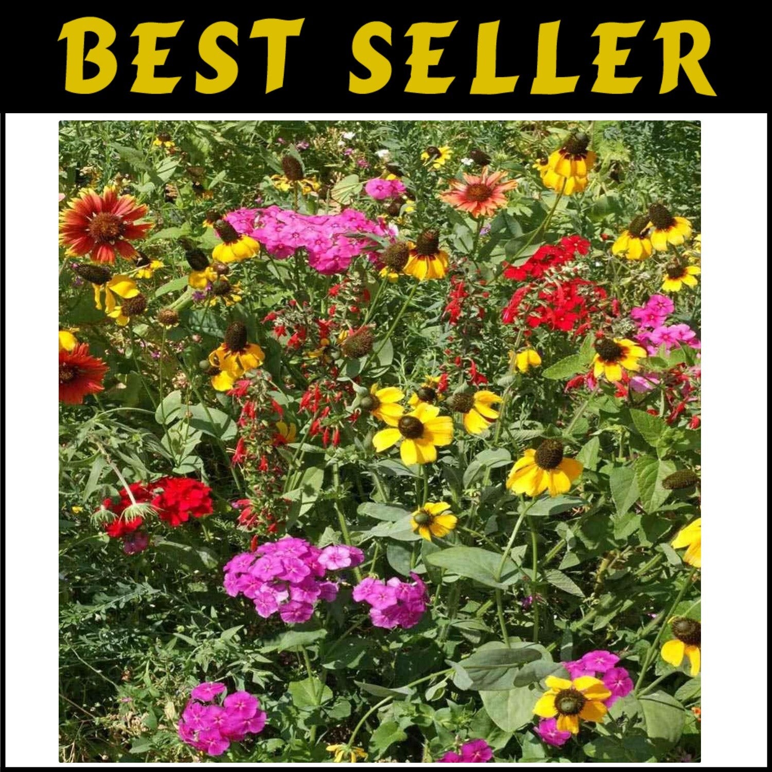 5 lbs Heirloom Wildflower Seed Mix for Southeastern Landscapes - Eco-Friendly