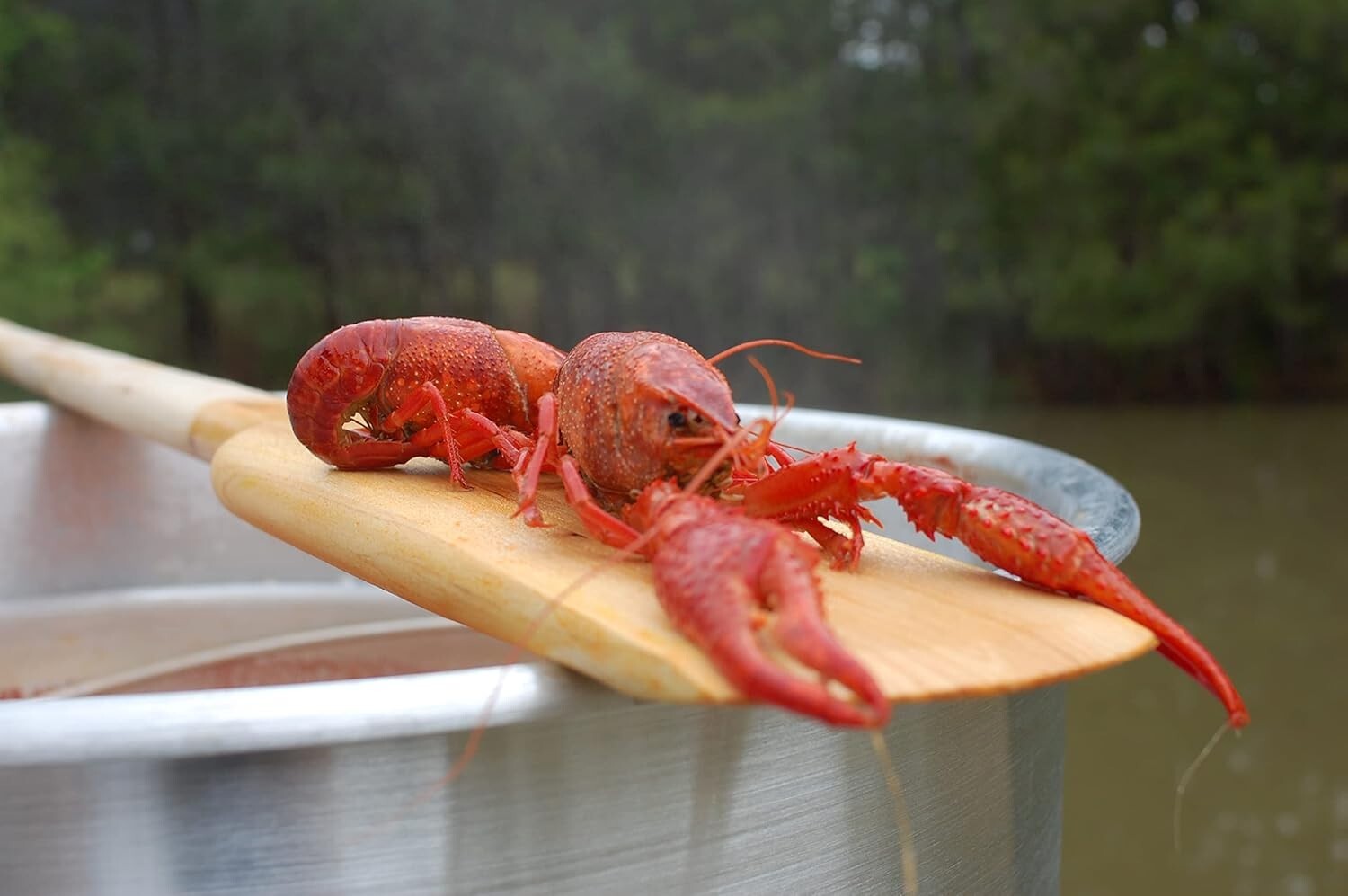 Crawfish Boil Essential: 42-in Stainless Steel Stir Paddle with 4-in Wide Blade