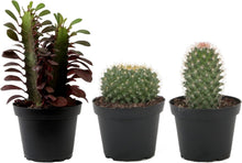 Load image into Gallery viewer, Assorted Live Cactus Collection - Easy-Care Indoor/Outdoor Plants, 10 Inch