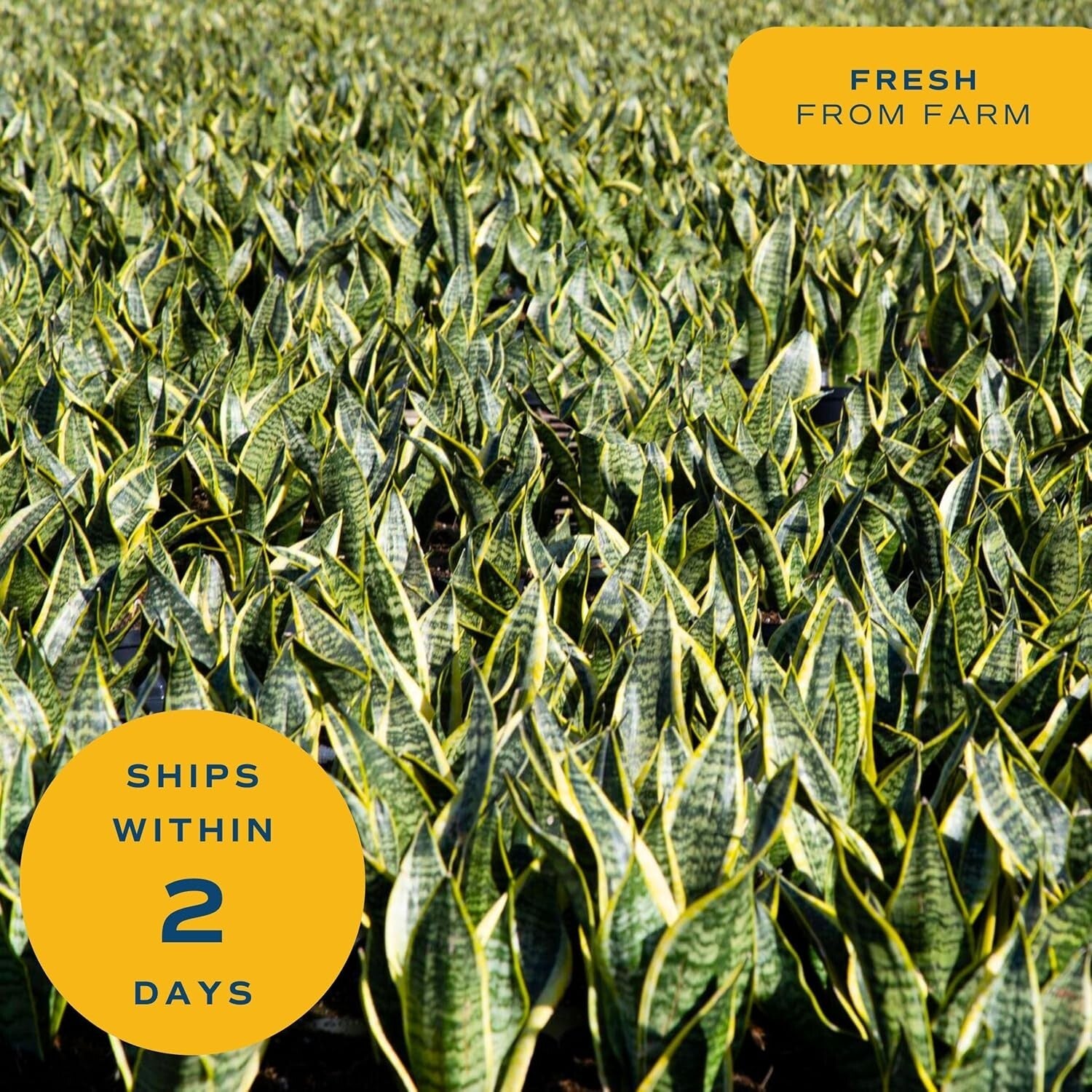 Elegant 3-4 Feet Tall Snake Plant in 12-Inch Pot | Air Purifying Houseplant