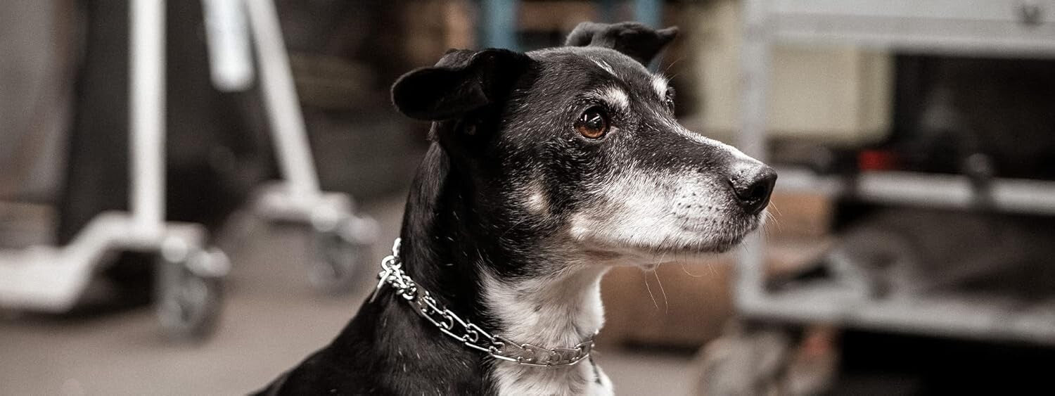 Adjustable Stainless Steel Pinch Collar with Swivel Attachment for Small Breeds