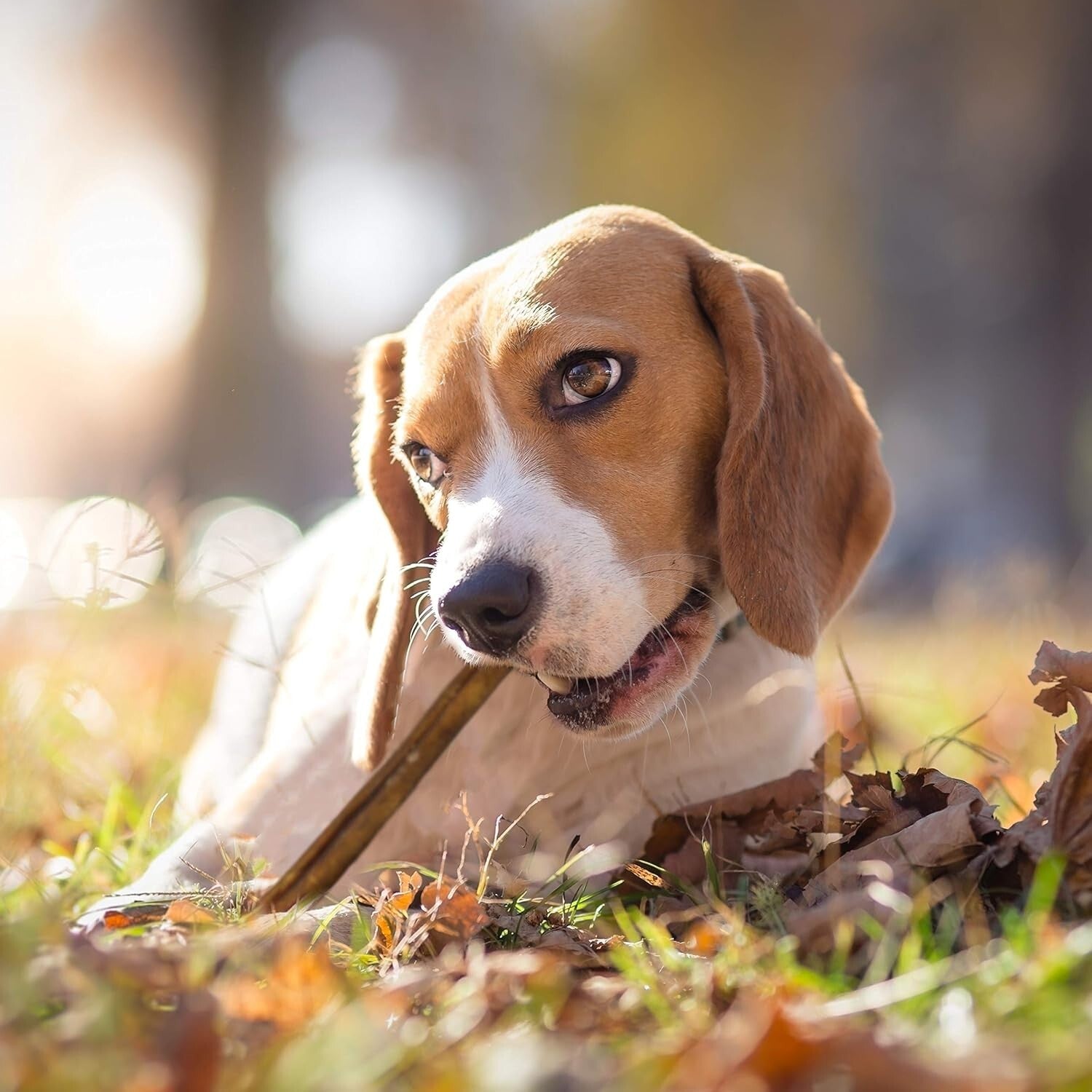 Long-Lasting 12 Oz Beef Pizzle Bully Sticks – Ideal for Aggressive Chewers