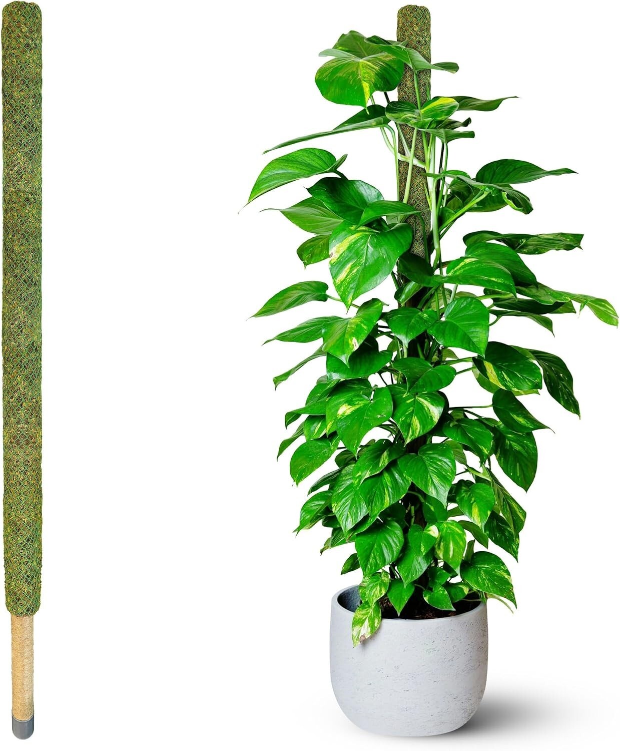 Natural 59’’ Moss Pole for Tall Plants - Sturdy Support for Climbing Growth