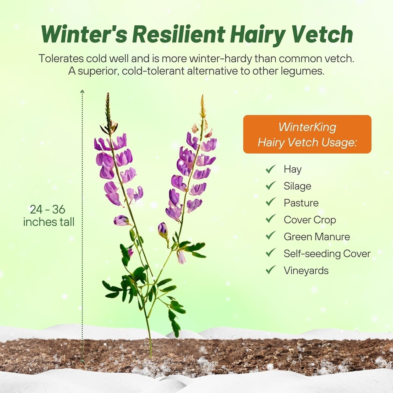Pollinator Friendly Hairy Vetch Seeds - 10 Lbs for Soil Health & Biodiversity