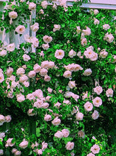 Load image into Gallery viewer, Attractive Rosa 'New Dawn' Climbing Rose - Container Plant with Butterfly Appeal