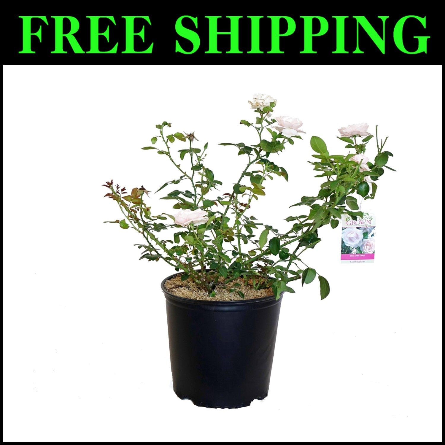 Attractive Rosa 'New Dawn' Climbing Rose - Container Plant with Butterfly Appeal