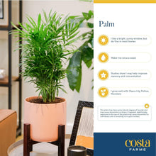 Load image into Gallery viewer, Majestic 3-4 Feet Tall Palm Plant in Elegant Modern Planter - Great Gift Idea