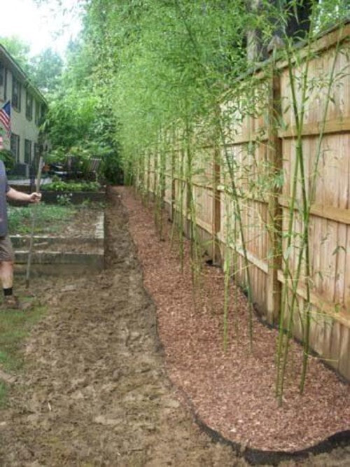 25ft x 24in x 60mil High-Density Bamboo Root Barrier for Effective Containment