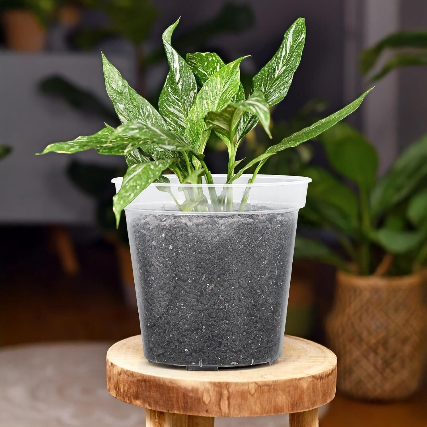 5-Pack Durable Clear Plastic Planters - 12-Inch with Drainage for Plant Growth