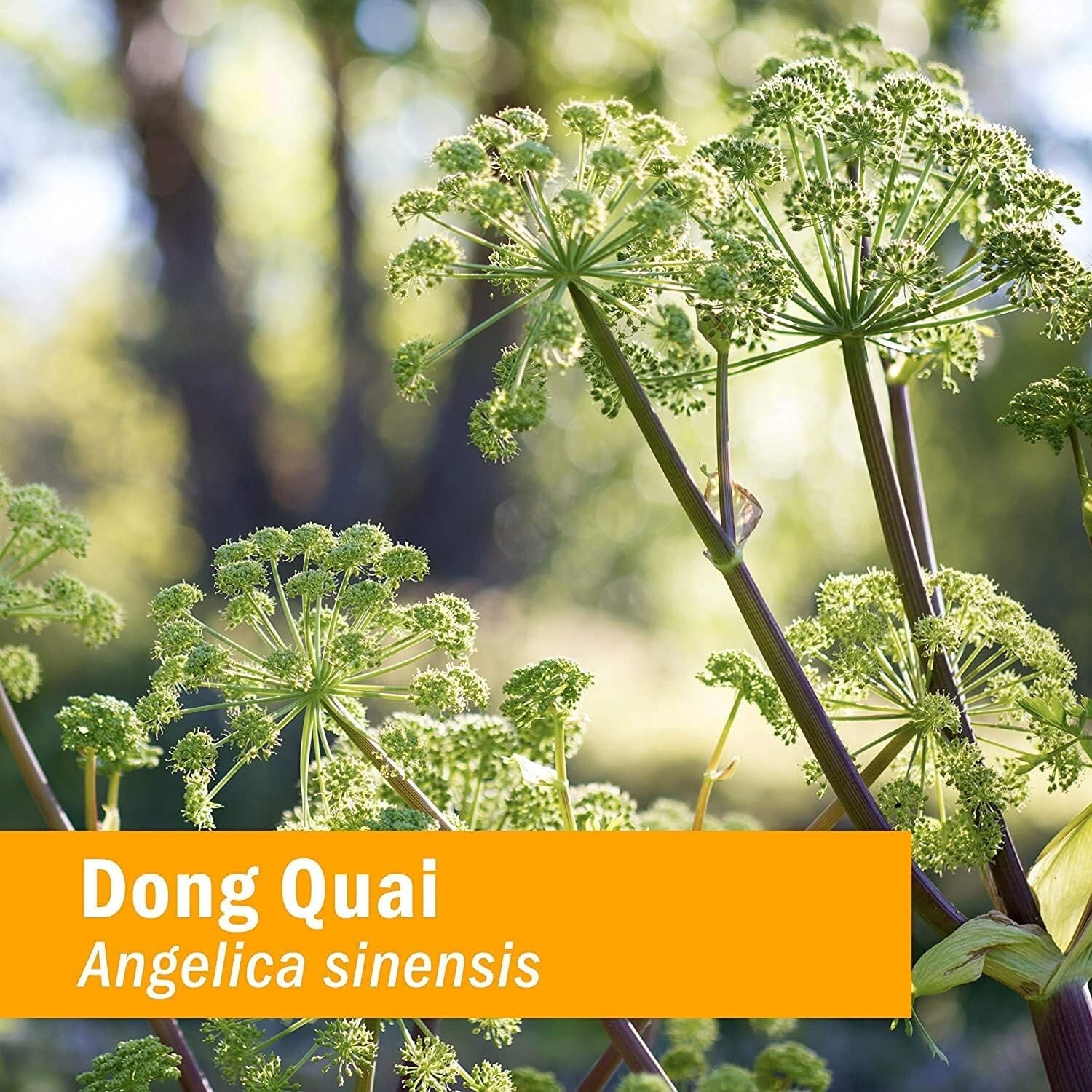 Angelica Sinensis Dong Quai Extract - 4 Oz for Reproductive System Support