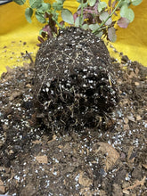 Load image into Gallery viewer, Natural 30QT Perlite for Aeration &amp; Drainage - Ideal Soil Amendment for Plants