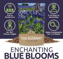Load image into Gallery viewer, Bulk 1/4 Pound Bluebonnet Seeds - Over 4000 Fresh Wildflowers for Texas Gardens