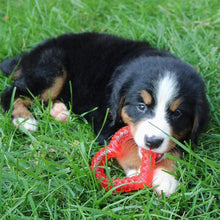 Load image into Gallery viewer, Original Snuggle Puppy Essentials for Medium Breeds - Comfort &amp; Teething Relief