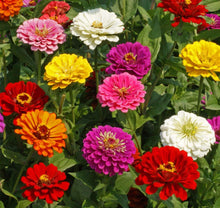 Load image into Gallery viewer, Vibrant Mix of California Giant Zinnia Seeds - 1 lb for Stunning Flower Displays