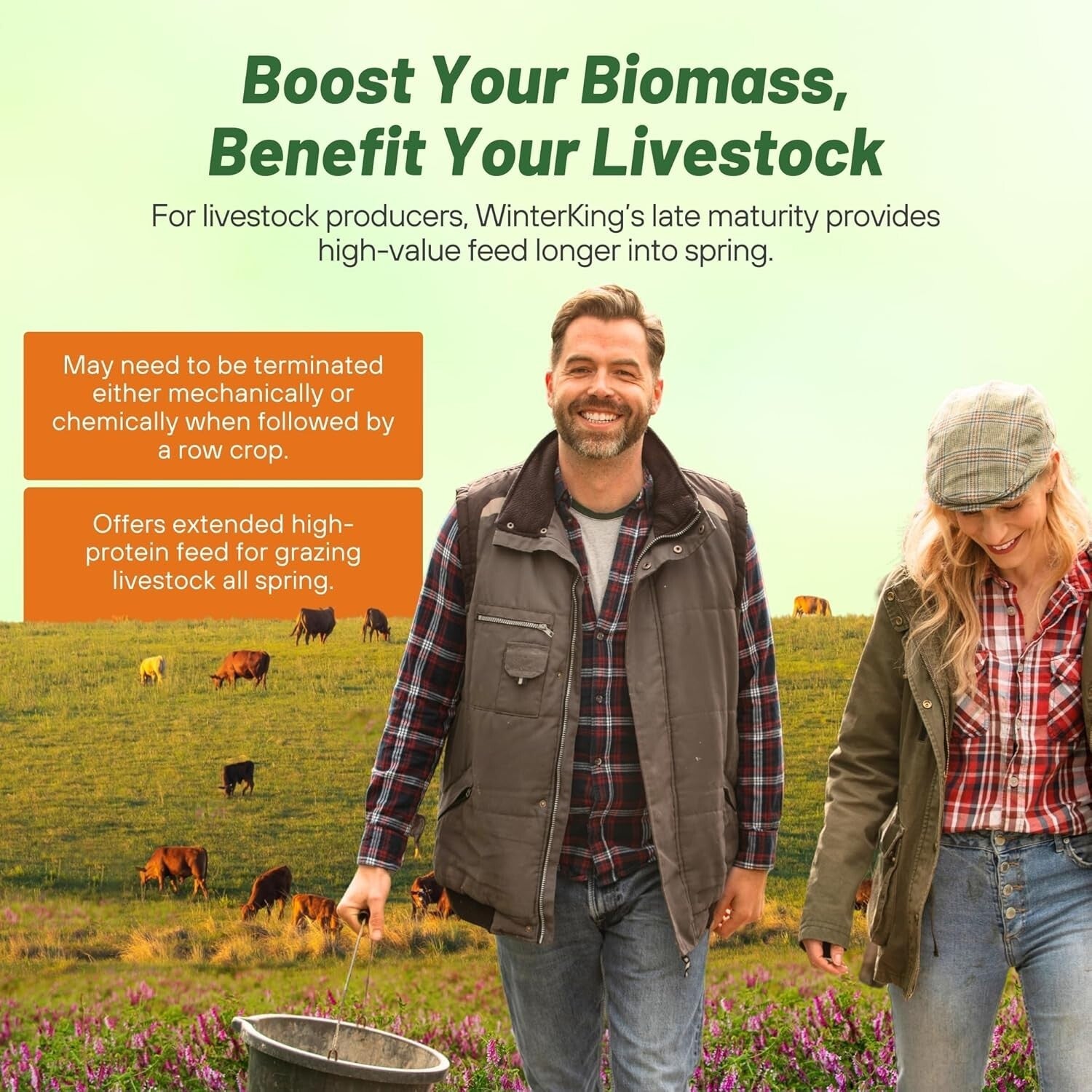 Pollinator Friendly Hairy Vetch Seeds - 10 Lbs for Soil Health & Biodiversity