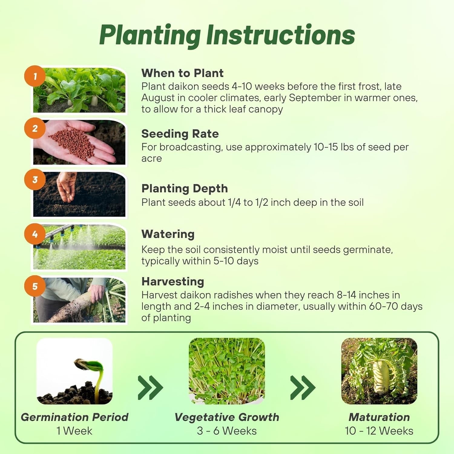 Drought Tolerant 10 lbs. Daikon Radish Seeds - Improve Soil & Grow Fresh Veggies