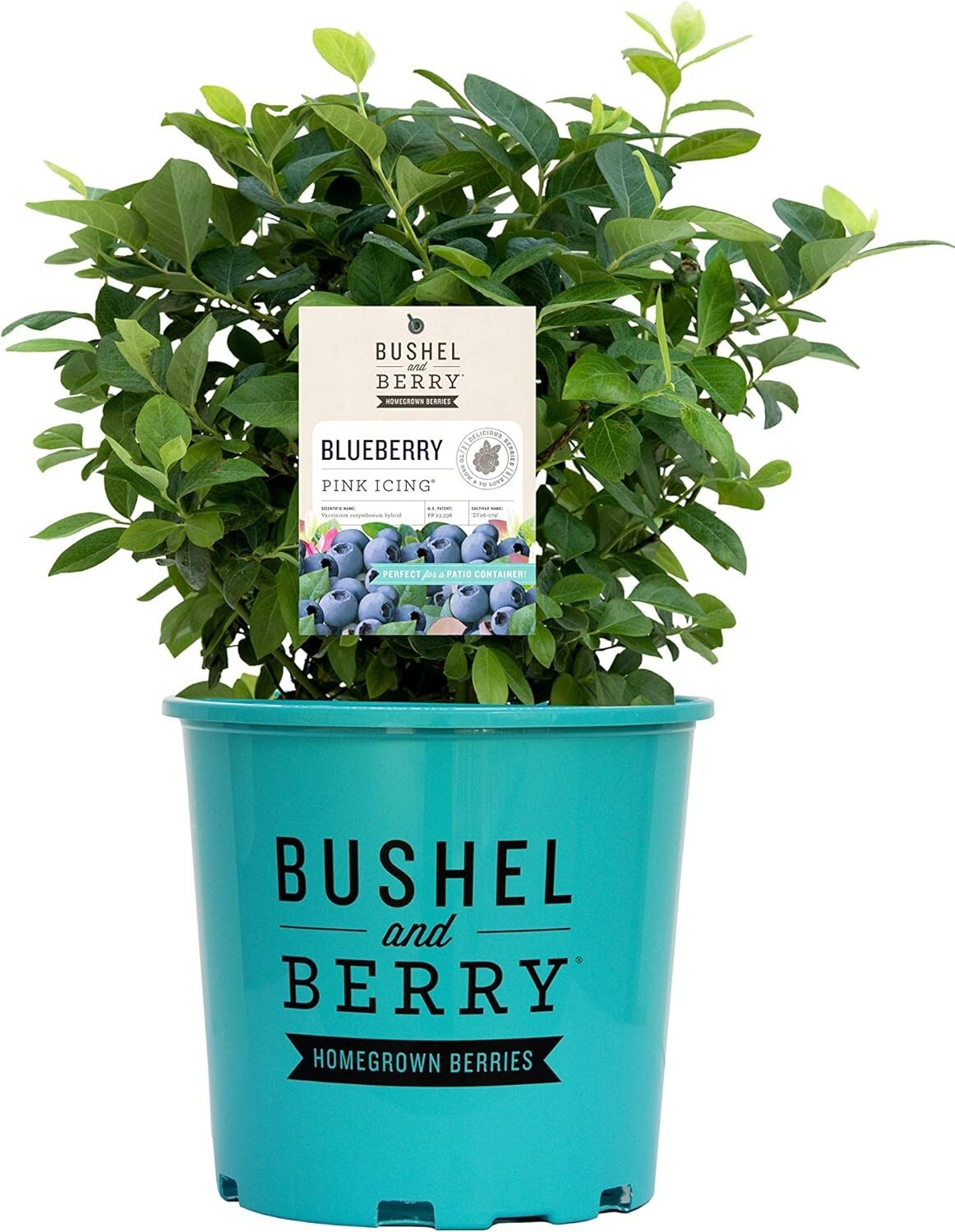 Bushel and Berry Pink Icing Blueberry Edible Shrub - Gorgeous Year-Round Foliage
