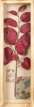 Load image into Gallery viewer, Stylish Carbonized Wood Shadow Box for Flowers &amp; Keepsakes - 25" Display