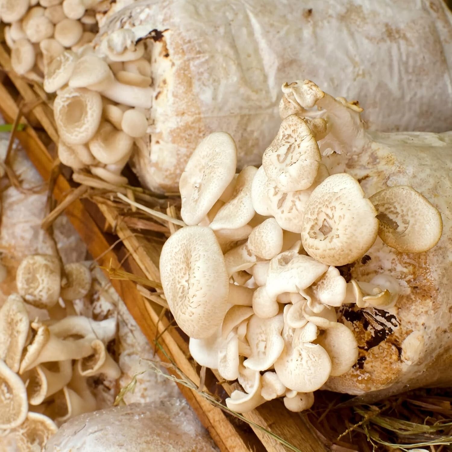 Autoclavable 20-Pack Mushroom Grow Bags - 5.5" x 9.8" x 25.6" for Optimal Growth