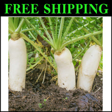 Load image into Gallery viewer, Drought Tolerant 10 lbs. Daikon Radish Seeds - Improve Soil &amp; Grow Fresh Veggies