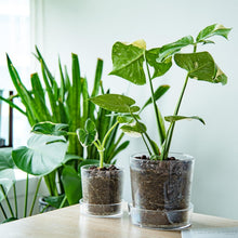 Load image into Gallery viewer, Durable Acrylic Orchid Pots with Drainage Holes - Clear 6.5 Inch Planter Set