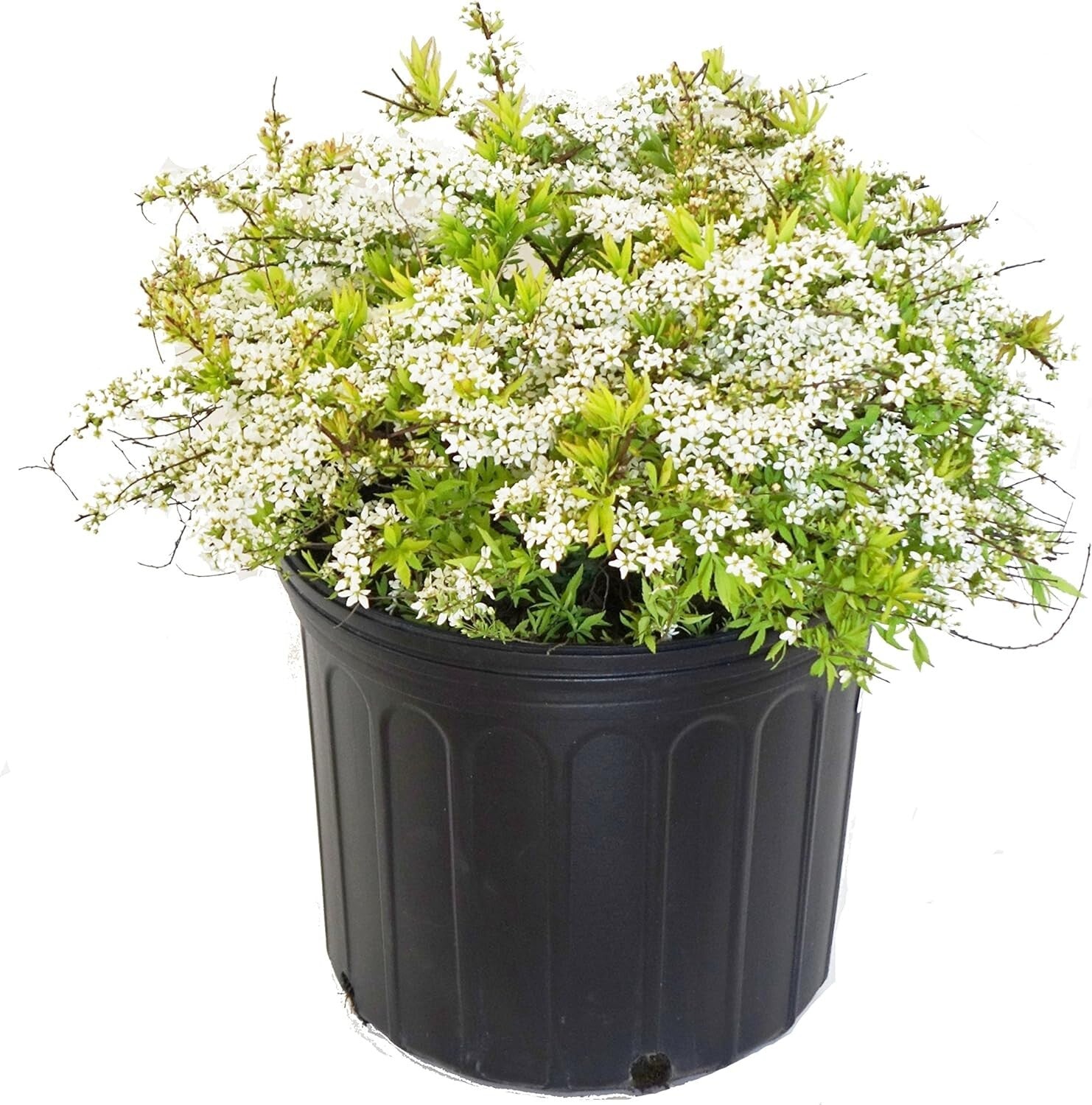 Enchanting Mellow Yellow Spirea – Beautiful Springtime White Blooms Included