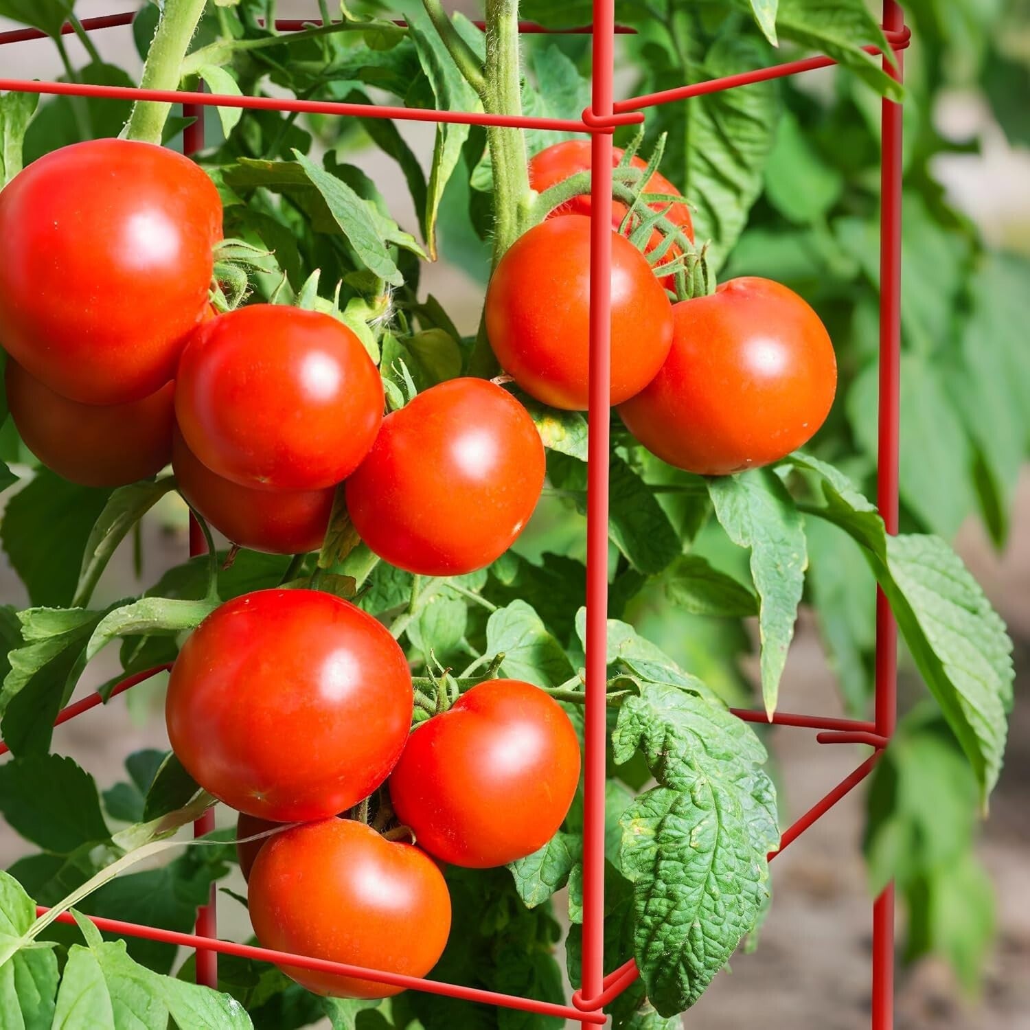 Rust-Resistant 6-Pack Tomato Cages - 57-Inch Metal Support for Climbing Plants