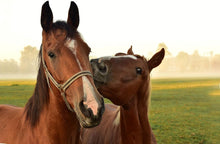 Load image into Gallery viewer, Active Play 14" Jolly Tug Horse Toy - Machine Washable &amp; Multi-Horse Fun